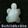 Tiere  Schildkröte    Achat