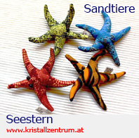  Seestern Sandtiere   